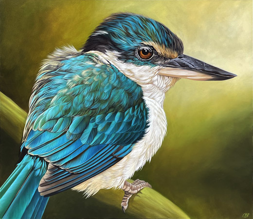Craig Platt nz bird artist, Kingfisher portrait, oil on canvas